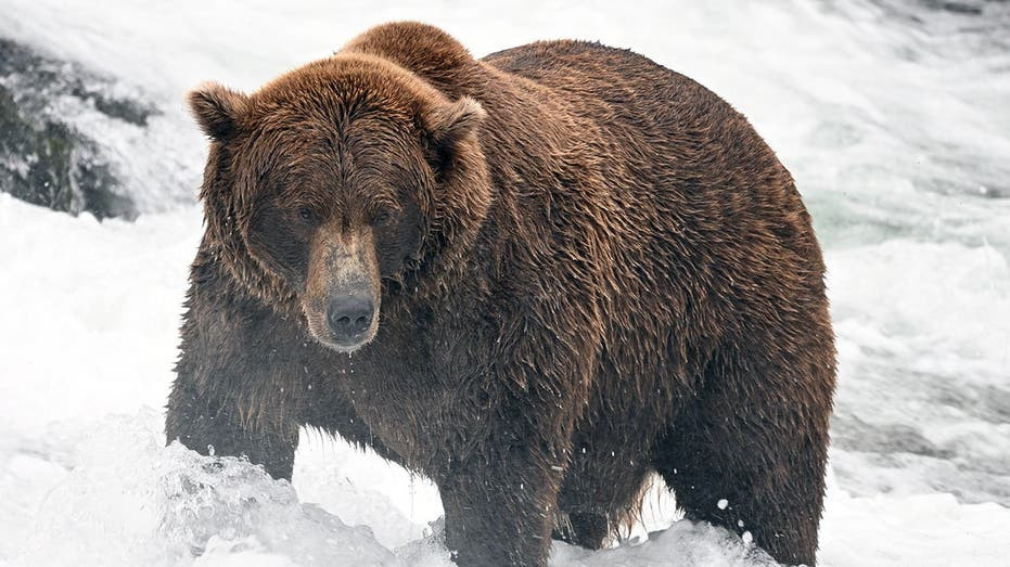 Fat Bear Week bracket is set: meet the heavyweights, underdogs and defending champ in this year's tournament