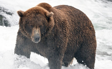 Fat Bear Week bracket is set: meet the heavyweights, underdogs and defending champ in this year's tournament
