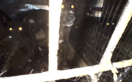 California animal rescue operator charged with felonies for alleged 'inhumane and unsanitary conditions'